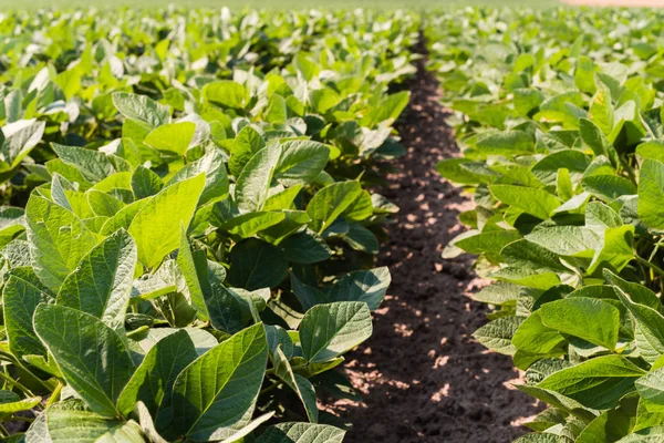 Soybean Field Ripening Spring Season — Stock Photo, Image