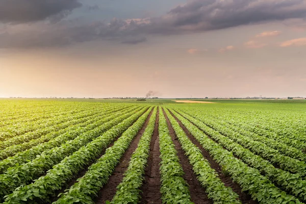 Maturazione Dei Campi Soia Nella Stagione Primaverile — Foto Stock