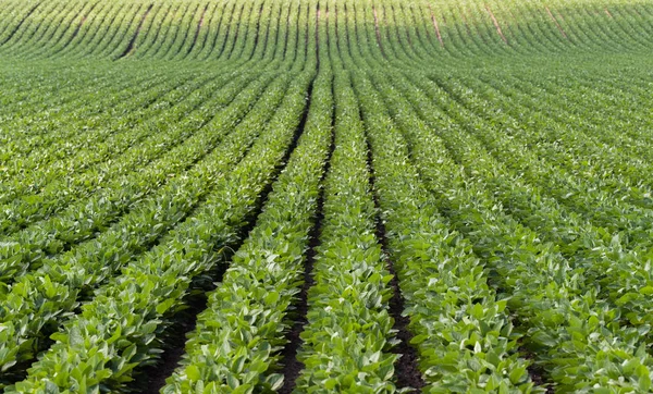 Soja Veld Rijping Lente Seizoen — Stockfoto