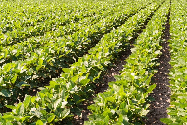 Soybean Field Ripening Spring Season — Stock Photo, Image