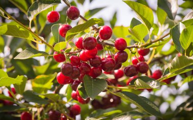 Olgun ekşi kiraz kiraz ağaçta asılı demet