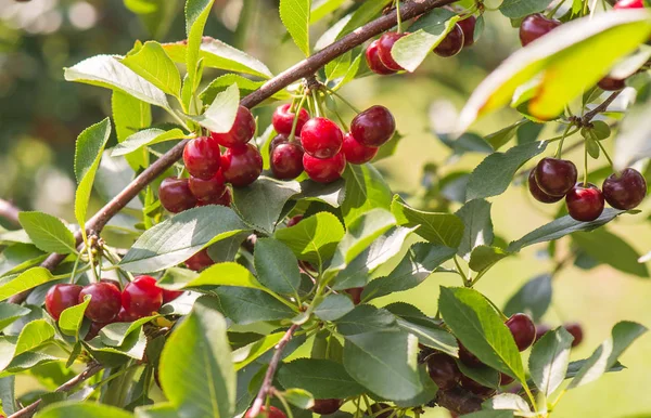 Ein Strauß Reifer Sauerkirschen Hängt Einem Kirschbaum — Stockfoto