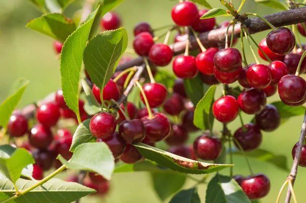 Ein Strauß Reifer Sauerkirschen Hängt Einem Kirschbaum — Stockfoto