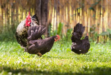 Siyah tavuk ve horoz bahçede
