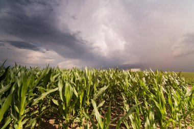 Bitki genç yeşil mısır Field fırtınalı gün 