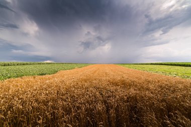 Altın buğday alan fırtınalı gün 