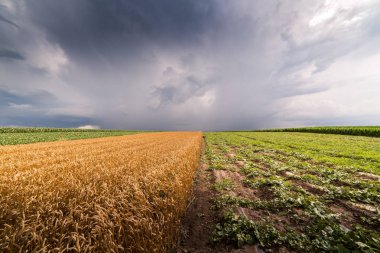 Altın buğday alan fırtınalı gün 