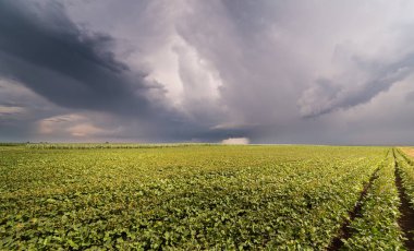 Soya alan bahar olgunlaşma sezon fırtınalı gün 