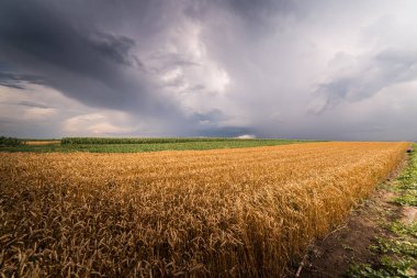 Altın buğday alan fırtınalı gün 