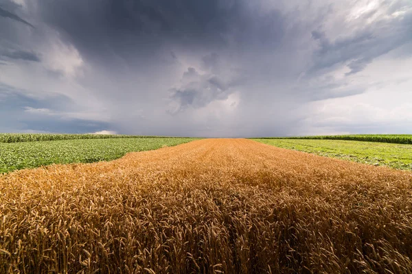Goldenes Weizenfeld Bei Stürmischem Tag — Stockfoto