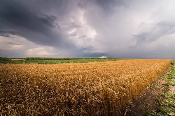 Altın buğday alan fırtınalı gün 