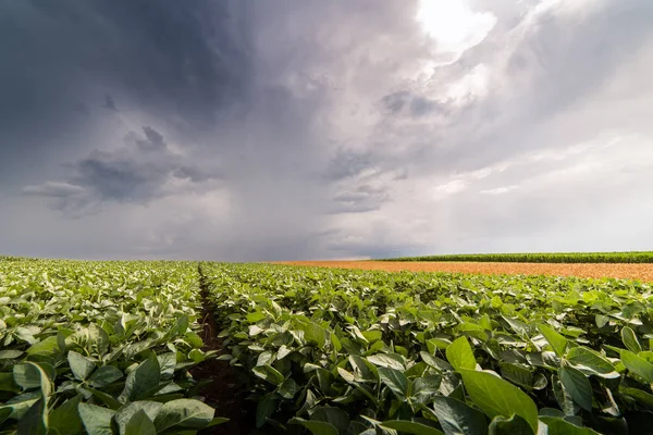 Bahar mevsimi olgunlaşma soya alan