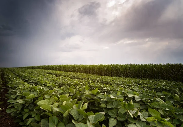 Mûrissement Des Champs Soja Maïs Printemps Jour Tempête — Photo