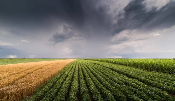 Maturazione Dei Campi Soia Grano Durante Stagione Primaverile Giorno Tempestoso — Foto Stock