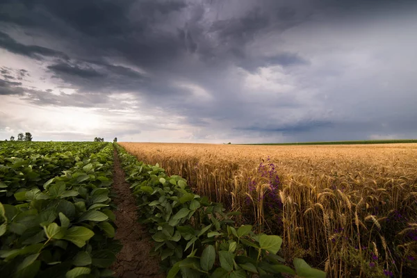 大豆と小麦の登熟フィールド春シーズンの嵐の日 — ストック写真