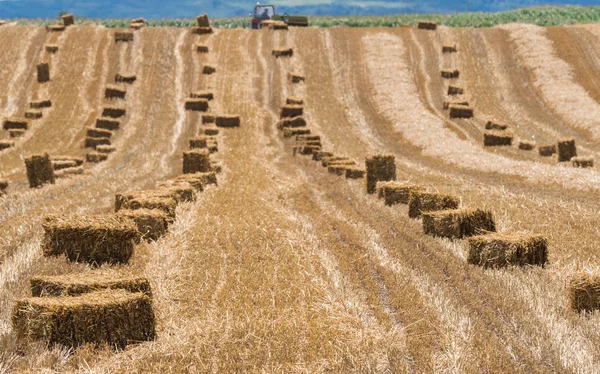 Balles Foin Sur Champ Rural — Photo