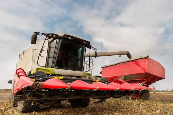 Getreide Nach Der Ernte Traktoranhänger Gießen — Stockfoto