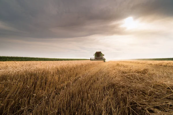 Sklizeň Pšenice Pole Kombinovat Počátkem Léta — Stock fotografie
