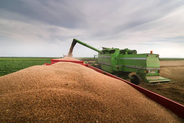 Pouring Wjeat Grain Tractor Trailer Harvest — Stock Photo, Image