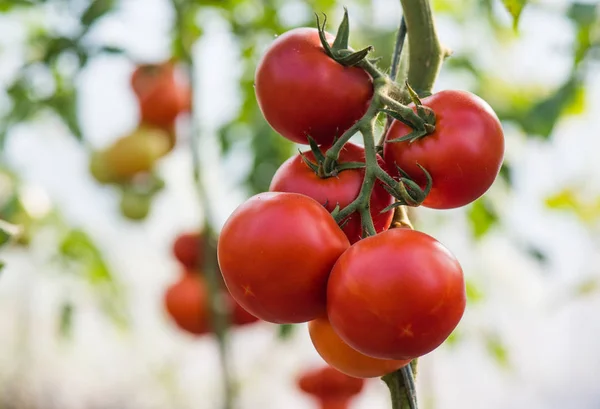 Mogna Ekologiska Tomater Trädgården Redo Att Skördas — Stockfoto