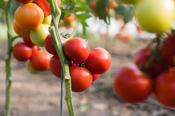 Tomates Biologiques Mûres Dans Jardin Prêtes Être Récoltées — Photo
