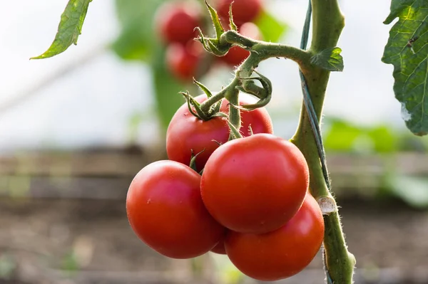 Rijp Biologische Tomaten Tuin Klaar Oogsten — Stockfoto