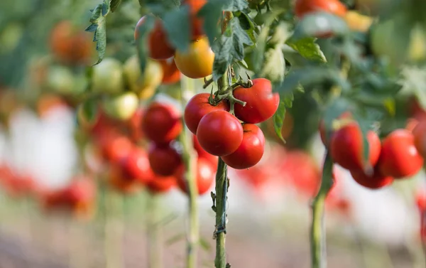 Tomates Orgânicos Maduros Jardim Prontos Para Colheita — Fotografia de Stock