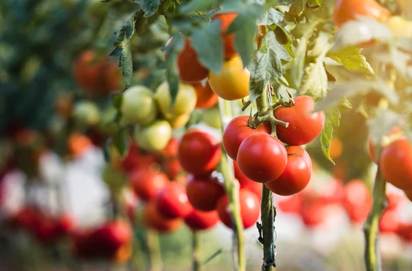 Tomates Biologiques Mûres Dans Jardin Prêtes Être Récoltées — Photo