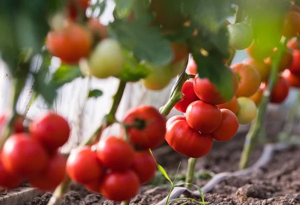 Pomodori Biologici Maturi Giardino Pronti Raccolta — Foto Stock