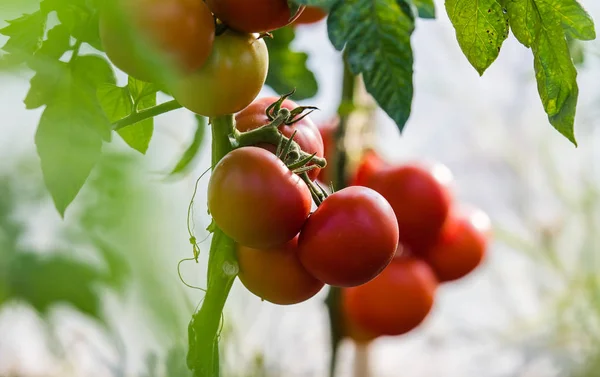 Ωριμάζουν Βιολογικές Ντομάτες Στον Κήπο Έτοιμες Για Συγκομιδή — Φωτογραφία Αρχείου