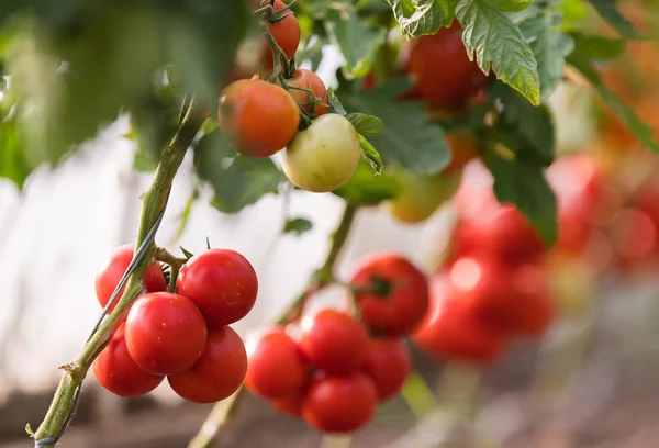 Tomates Orgânicos Maduros Jardim Prontos Para Colheita — Fotografia de Stock