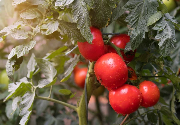 Reife Tomaten Zur Ernte Bereit — Stockfoto