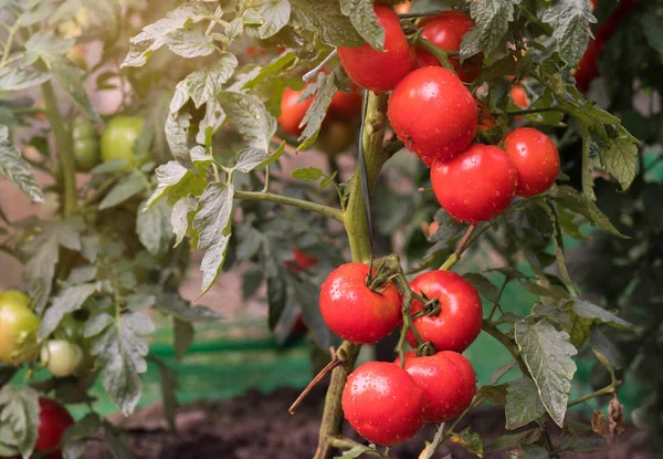 Tomates Maduros Prontos Para Escolher — Fotografia de Stock