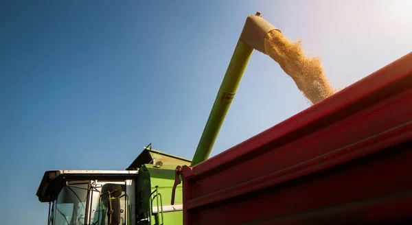 収穫後 トラクター トレーラーに穀物 Wjeat を注ぐこと — ストック写真