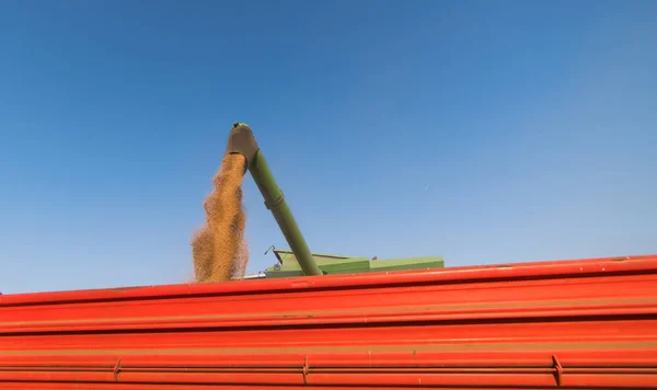 Pouring Wjeat Grain Tractor Trailer Harvest — Stock Photo, Image