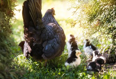 Bebek tavuk kanat, kuşlar avluda altında gizleme ile tavuk