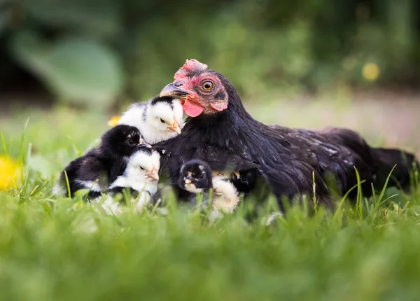 Galinha Com Galinhas Bebés Escondidas Debaixo Das Asas Pássaros Quintal — Fotografia de Stock