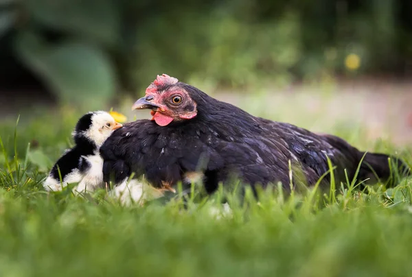 Duivin Met Baby Kuikens Verstopt Onder Zijn Vleugels Vogels Werf — Stockfoto