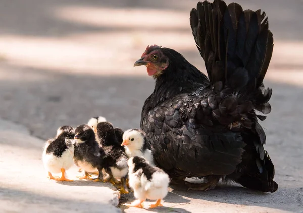 Duivin Met Baby Kuikens Verstopt Onder Zijn Vleugels Vogels Werf — Stockfoto