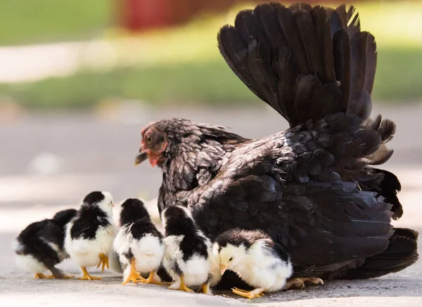 Duivin Met Baby Kuikens Verstopt Onder Zijn Vleugels Vogels Werf — Stockfoto