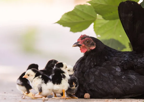 Hen Baby Chickens Hiding Its Wings Birds Yard — Stock Photo, Image