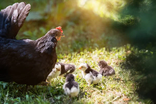 Hen Baby Chickens Hiding Its Wings Birds Yard — Stock Photo, Image