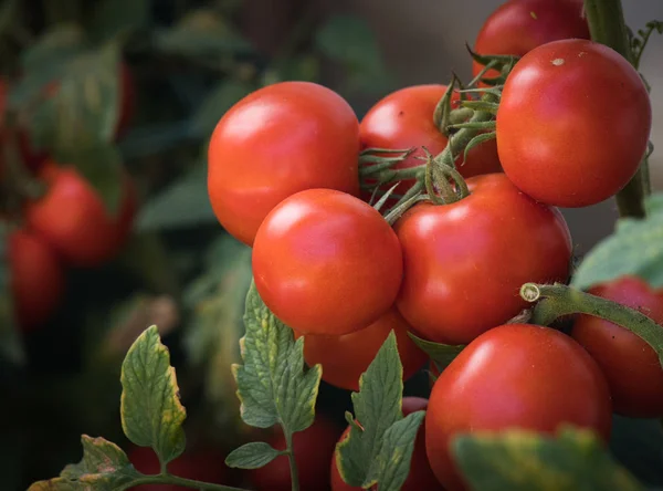 Tomate Rouge Mûre Dans Jardin — Photo