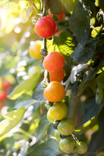 Röd Och Grön Tomat Solig Dag Garden — Stockfoto