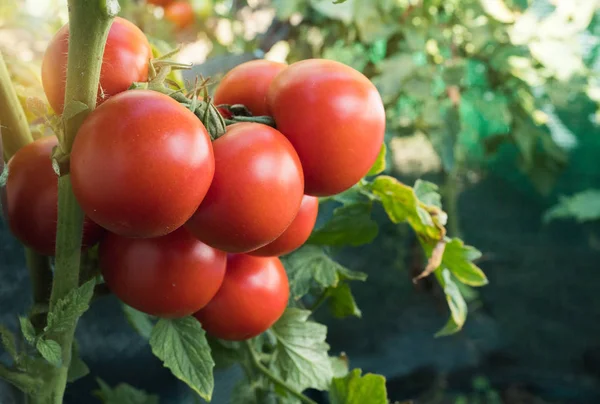 Ripe Red Tomato Sunny Day Garden — Stock Photo, Image