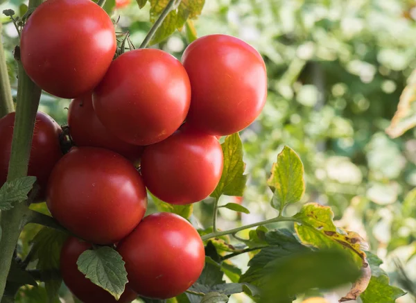 Tomate Rojo Maduro Jardín —  Fotos de Stock