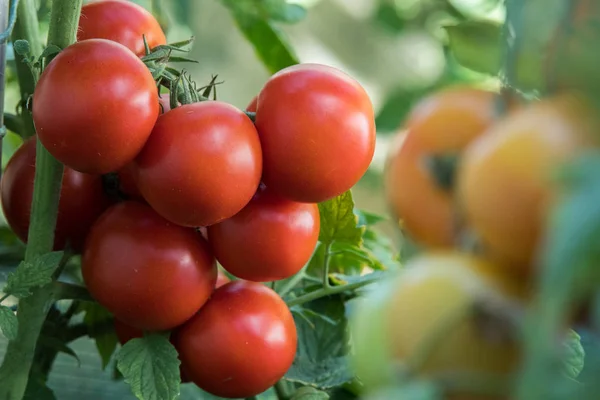 Ripe Red Tomato Garden — Stock Photo, Image