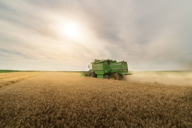 Buğday alanı birleştirmek ile erken yaz aylarında hasat.