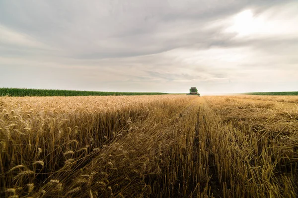 Cosecha Del Campo Trigo Con Combinar Principios Verano —  Fotos de Stock