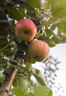 Rippe elma meyve hasat için hazır